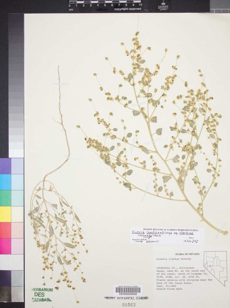 Dicoria canescens subsp. clarkiae photo 2