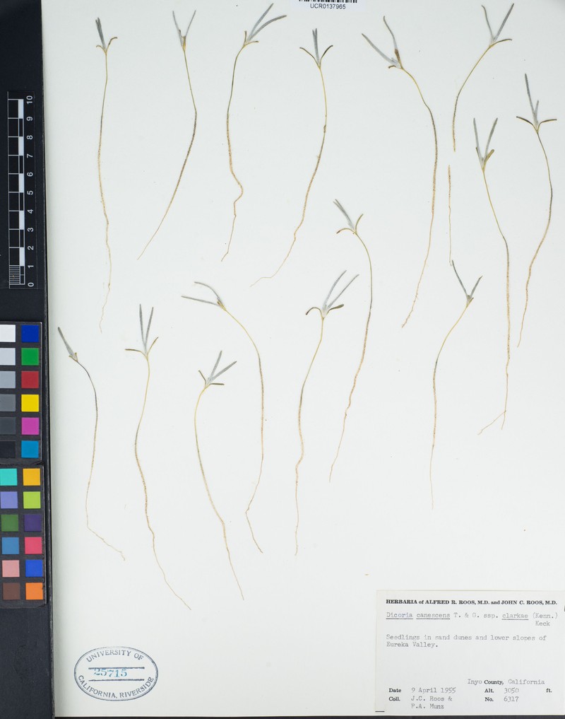 Dicoria canescens subsp. clarkiae photo 3