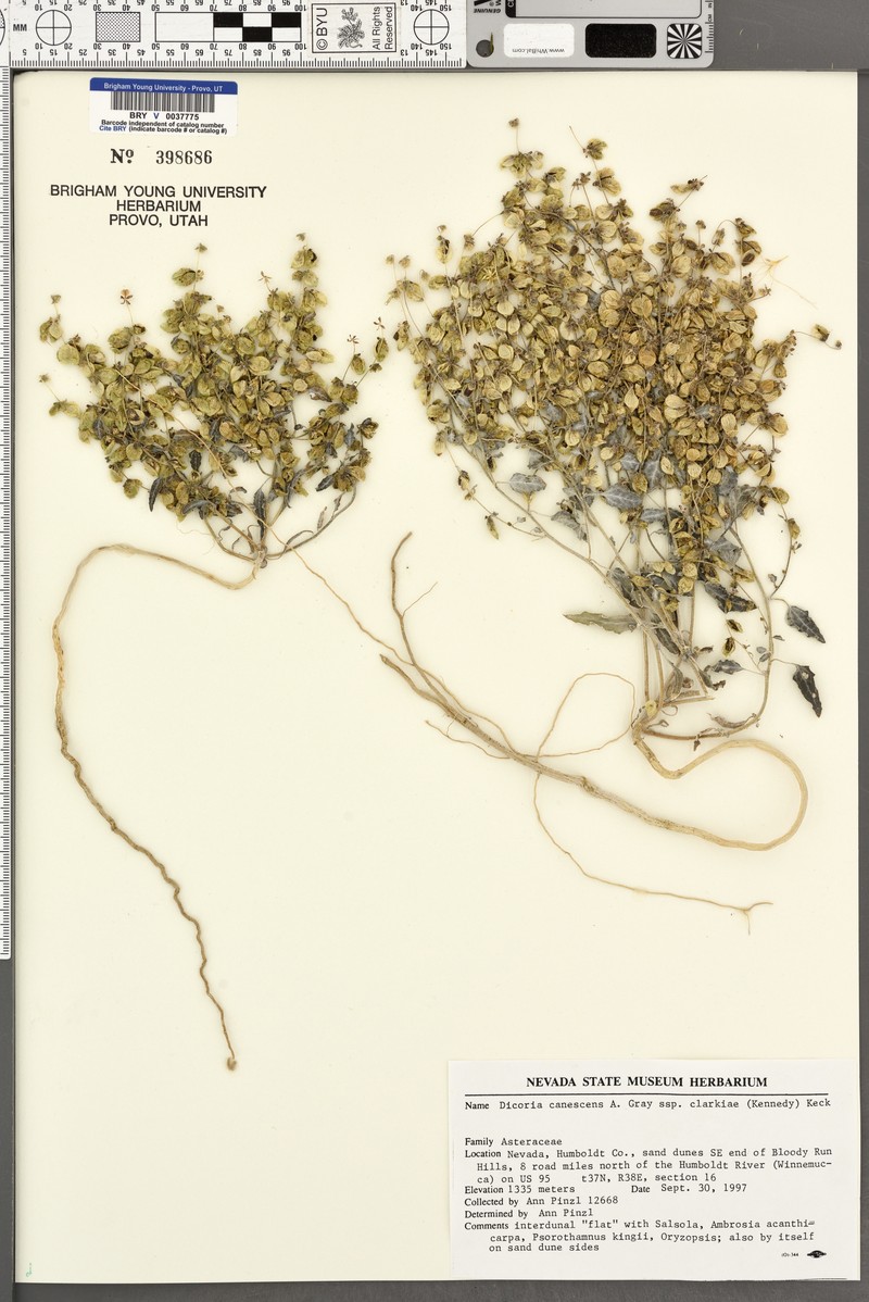 Dicoria canescens subsp. clarkiae