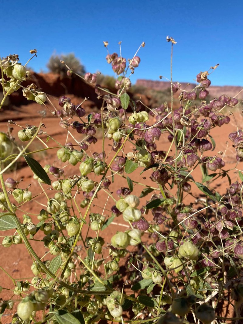 Dicoria canescens subsp. wetherillii