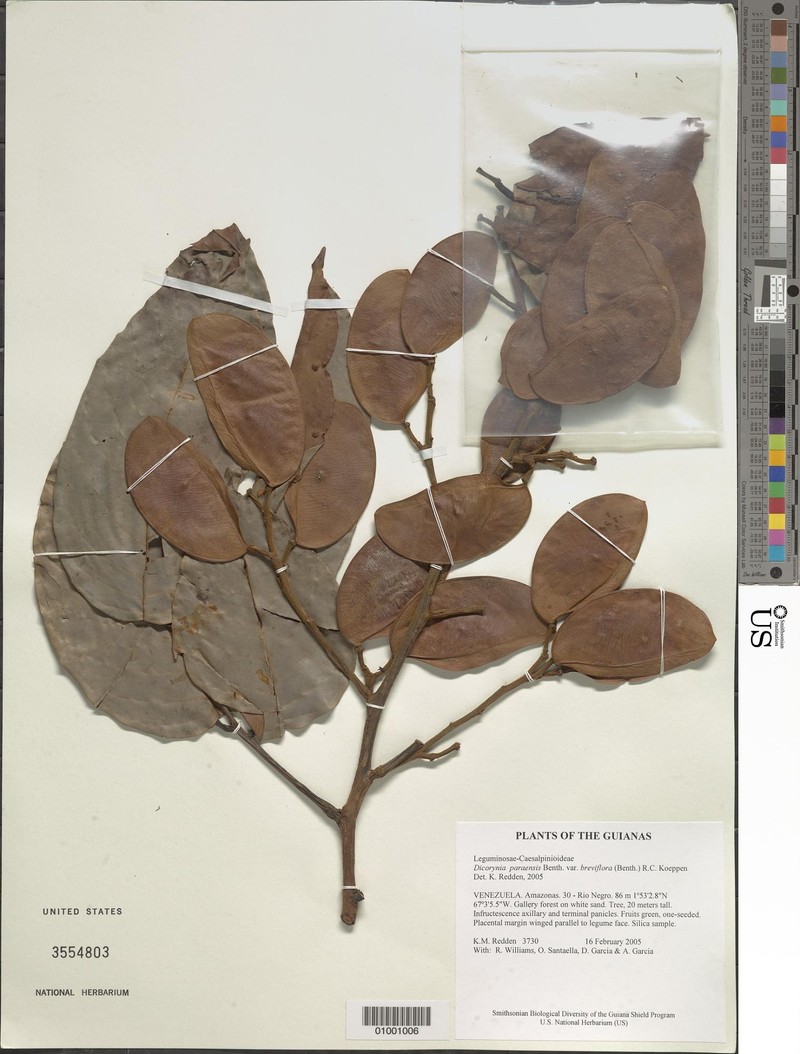 Dicorynia paraensis var. paraensis