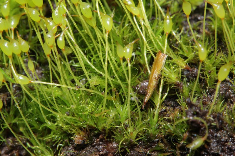 Dicranella Moss