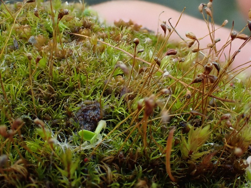 Dicranella Moss