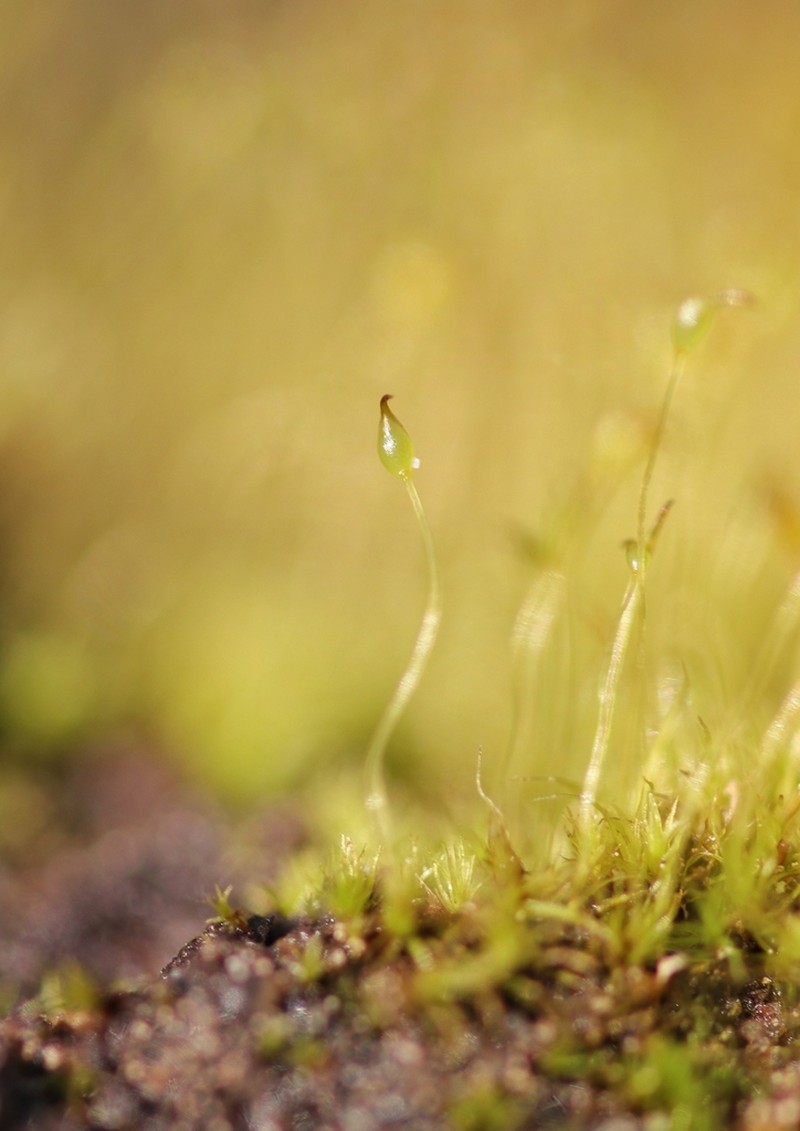 Dicranella Moss photo 2