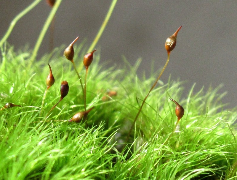 Dicranella Moss photo 3