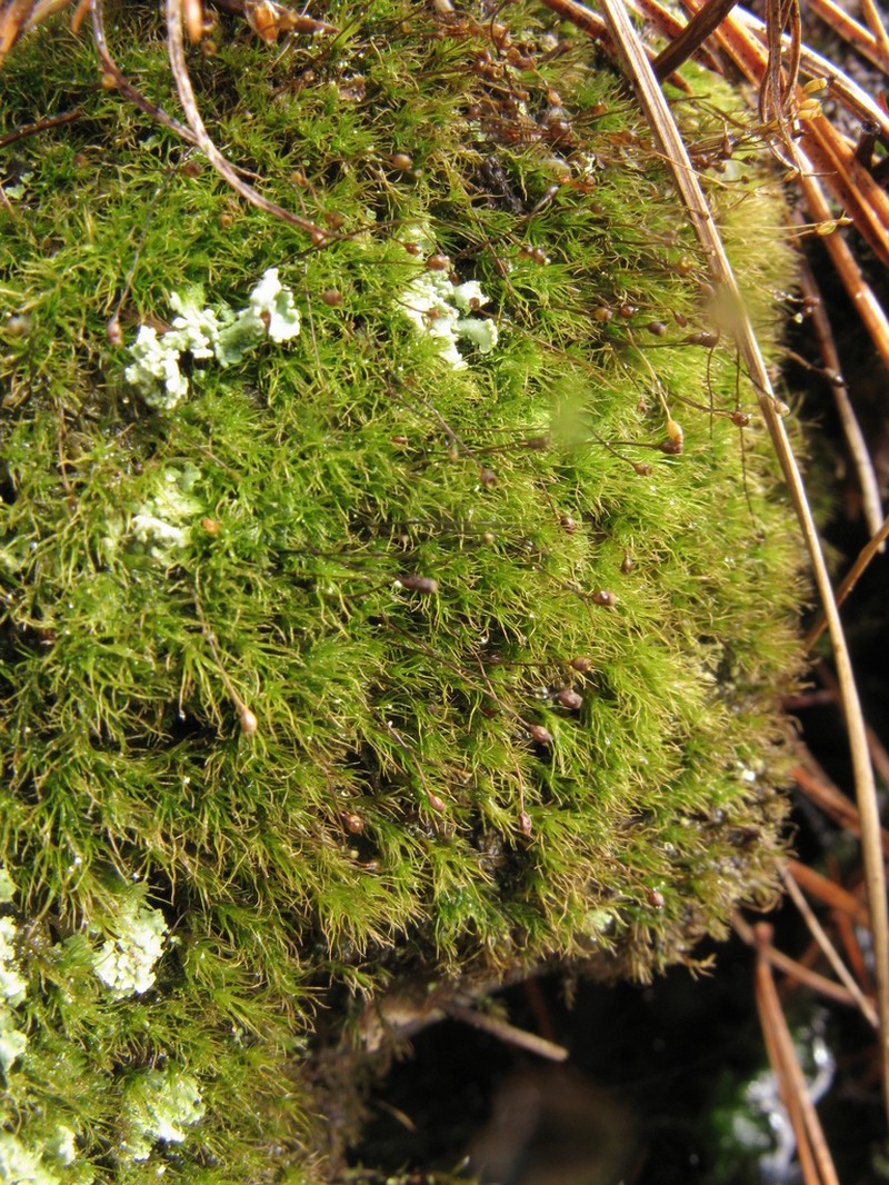 Dicranella Moss photo 4