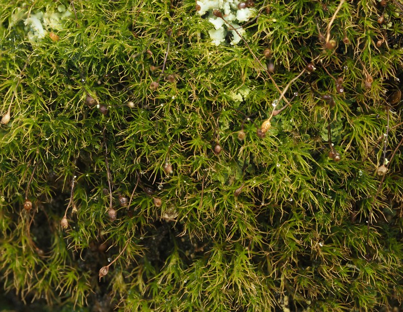 Dicranella Moss photo 5