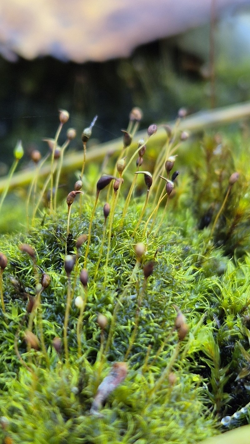 Dicranella Moss photo 6