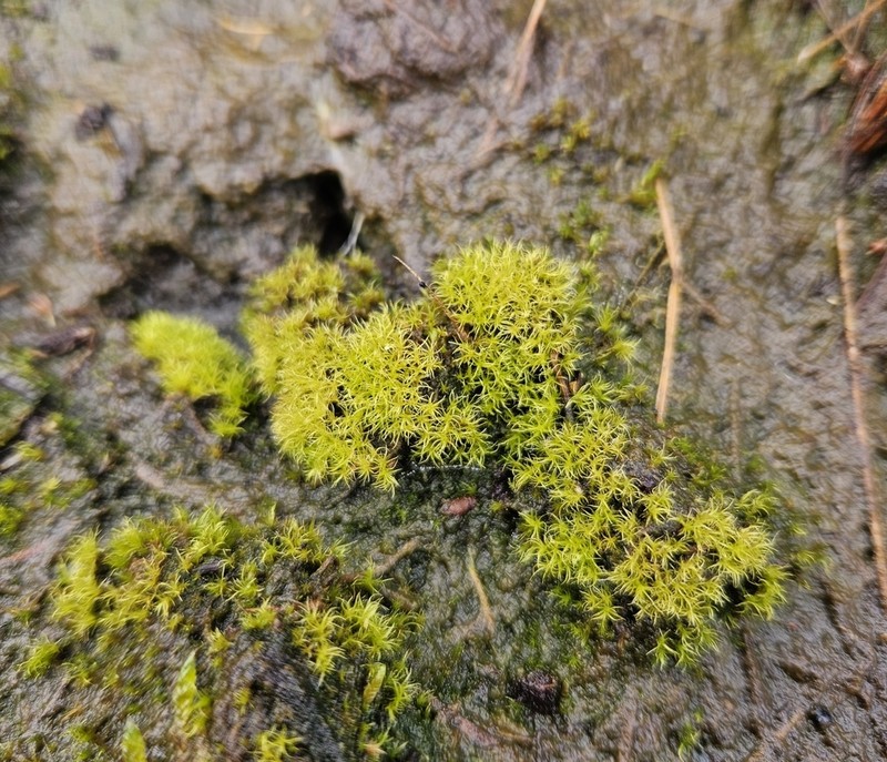 Dicranella Moss photo 7