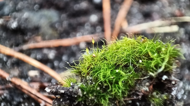 Dicranella Moss photo 8