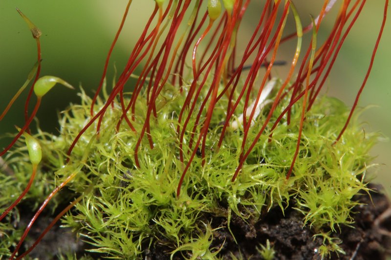 Greville's Dicranella Moss