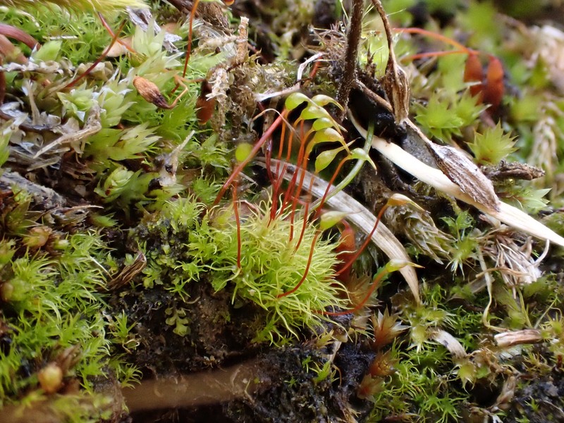 Greville's Dicranella Moss