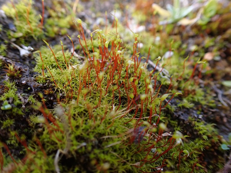 Greville's Dicranella Moss photo 2