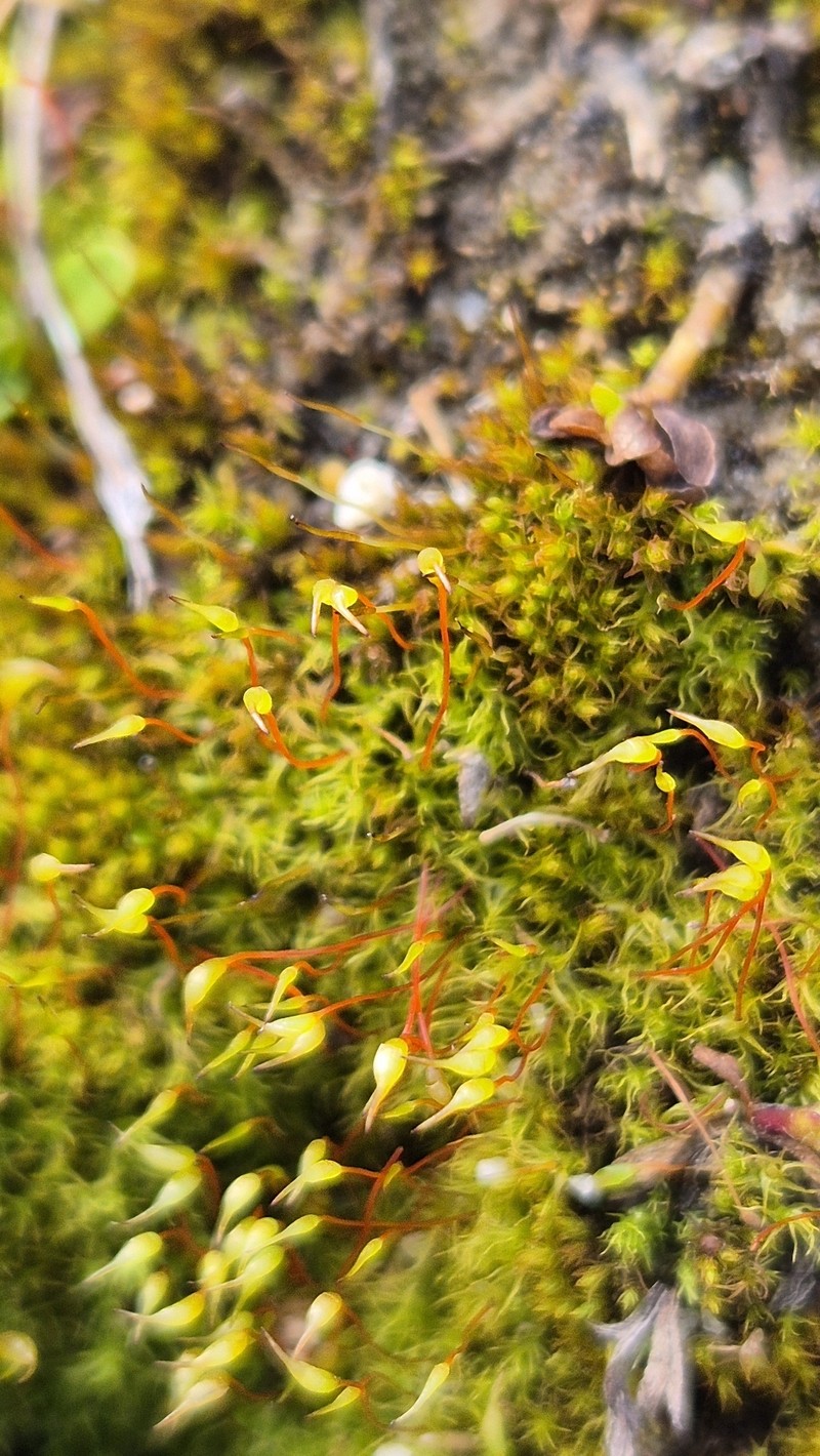 Greville's Dicranella Moss photo 3