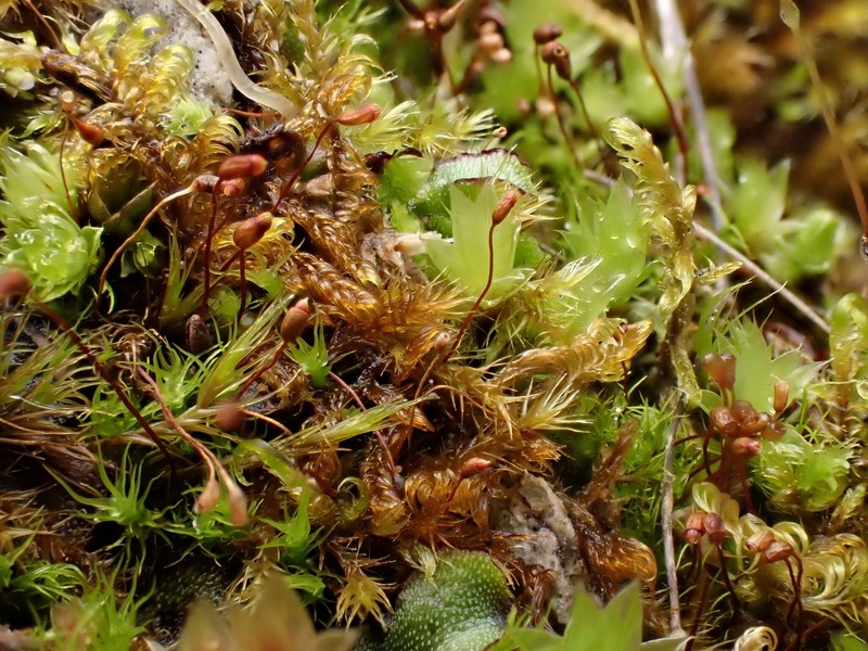 Greville's Dicranella Moss photo 4