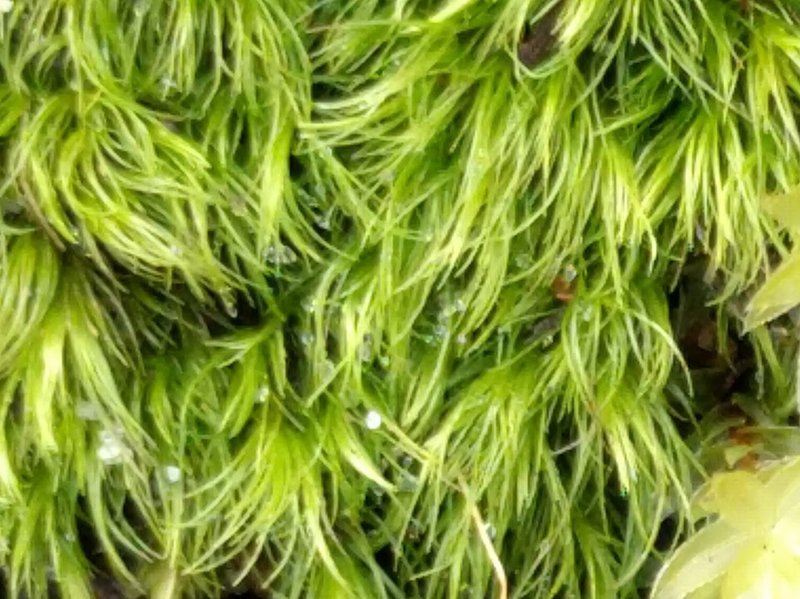 Dicranella Moss