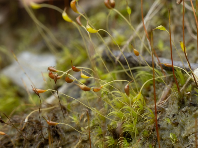 Dicranella Moss