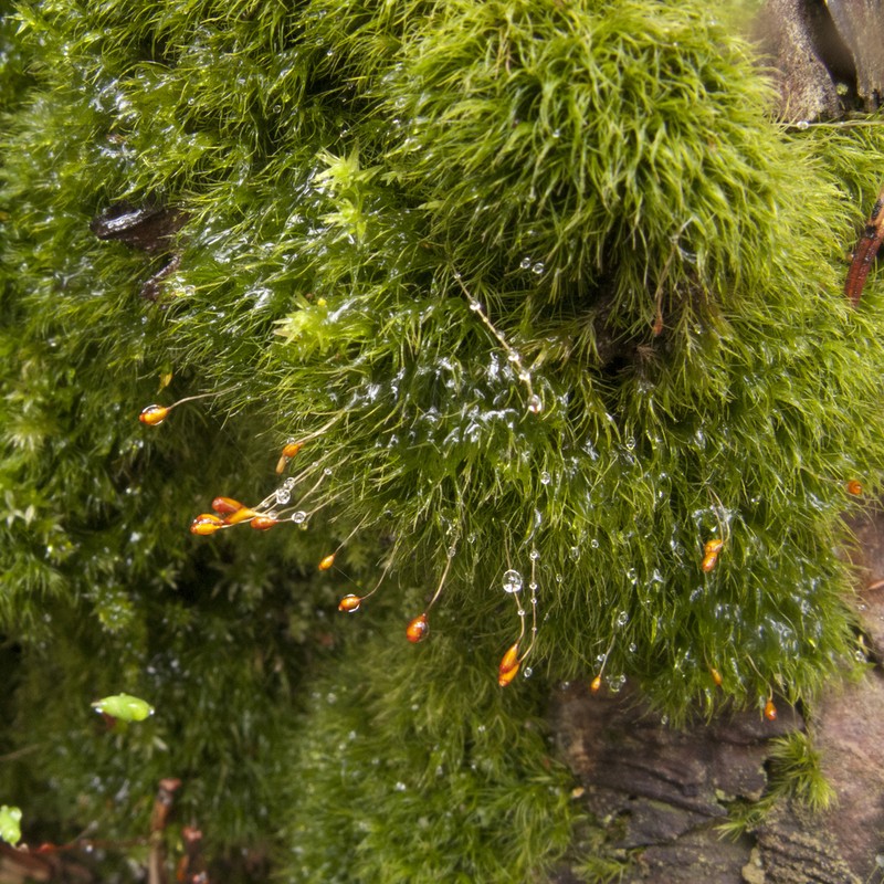 Dicranella Moss photo 2
