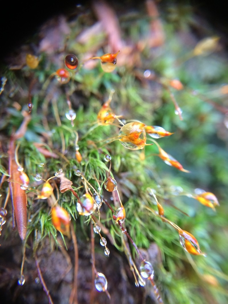 Dicranella Moss photo 3