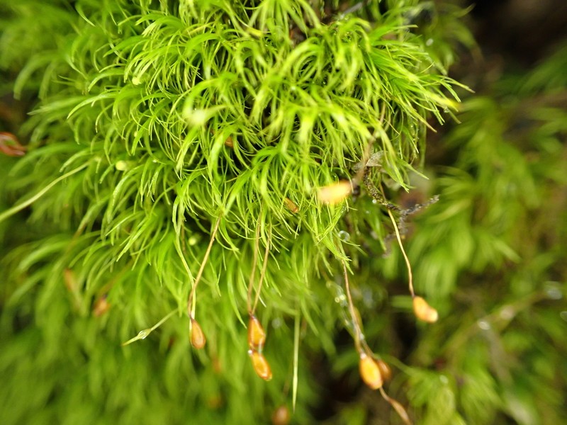 Dicranella Moss photo 4