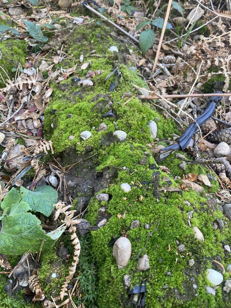Dicranella Moss photo 5