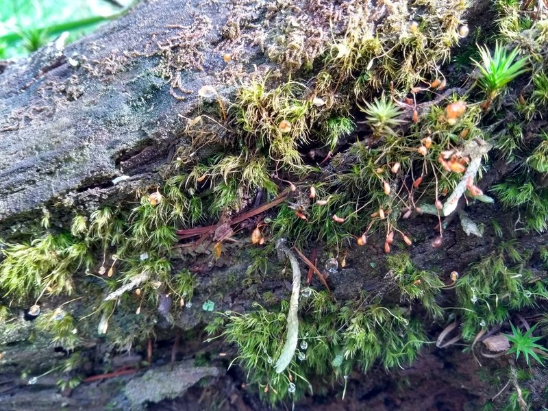 Dicranella Moss photo 6