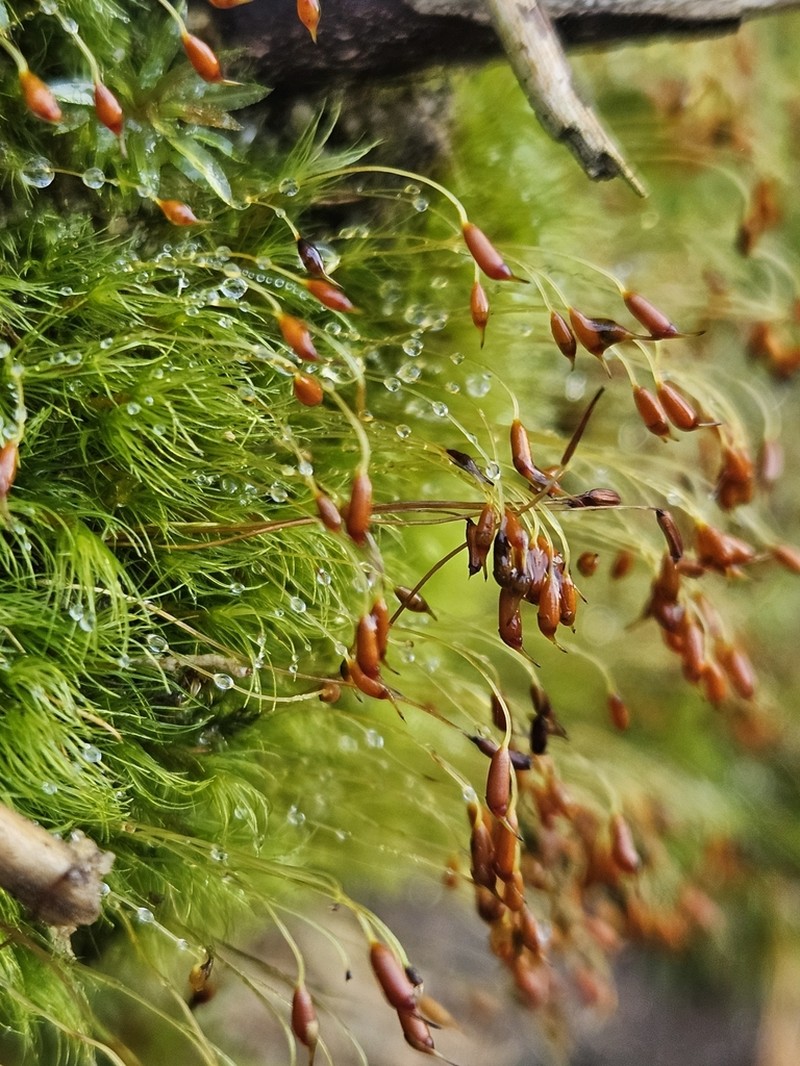 Dicranella Moss photo 7