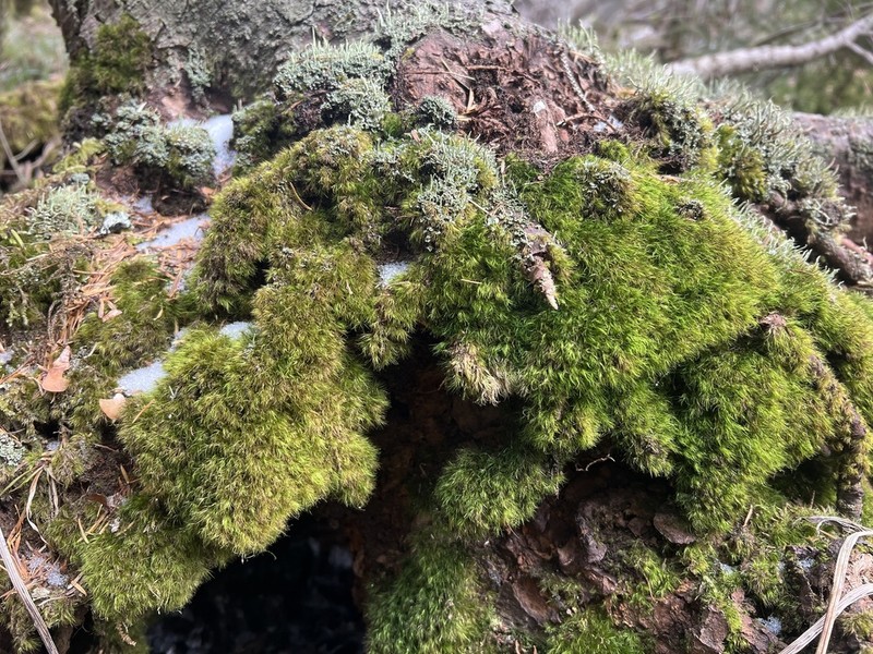 Dicranella Moss photo 8