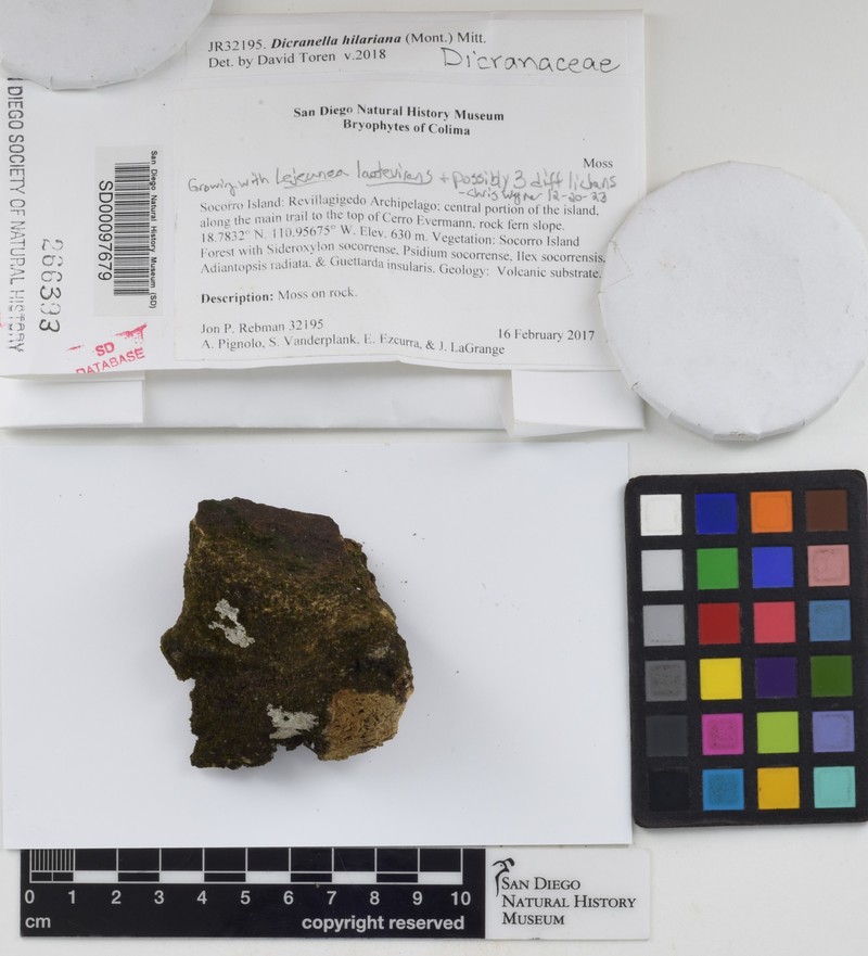 Dicranella Moss photo 3