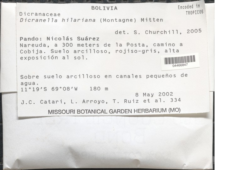 Dicranella Moss photo 4