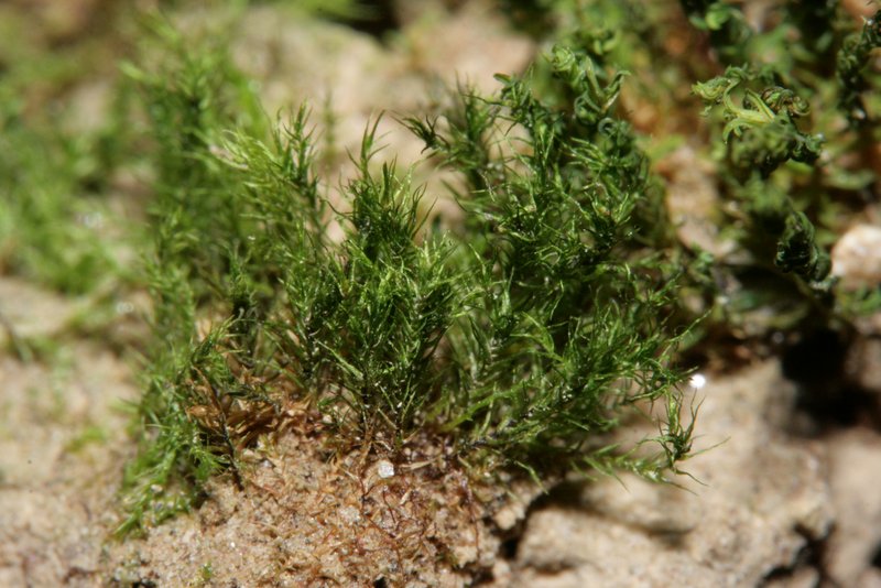 Howe's Dicranella Moss