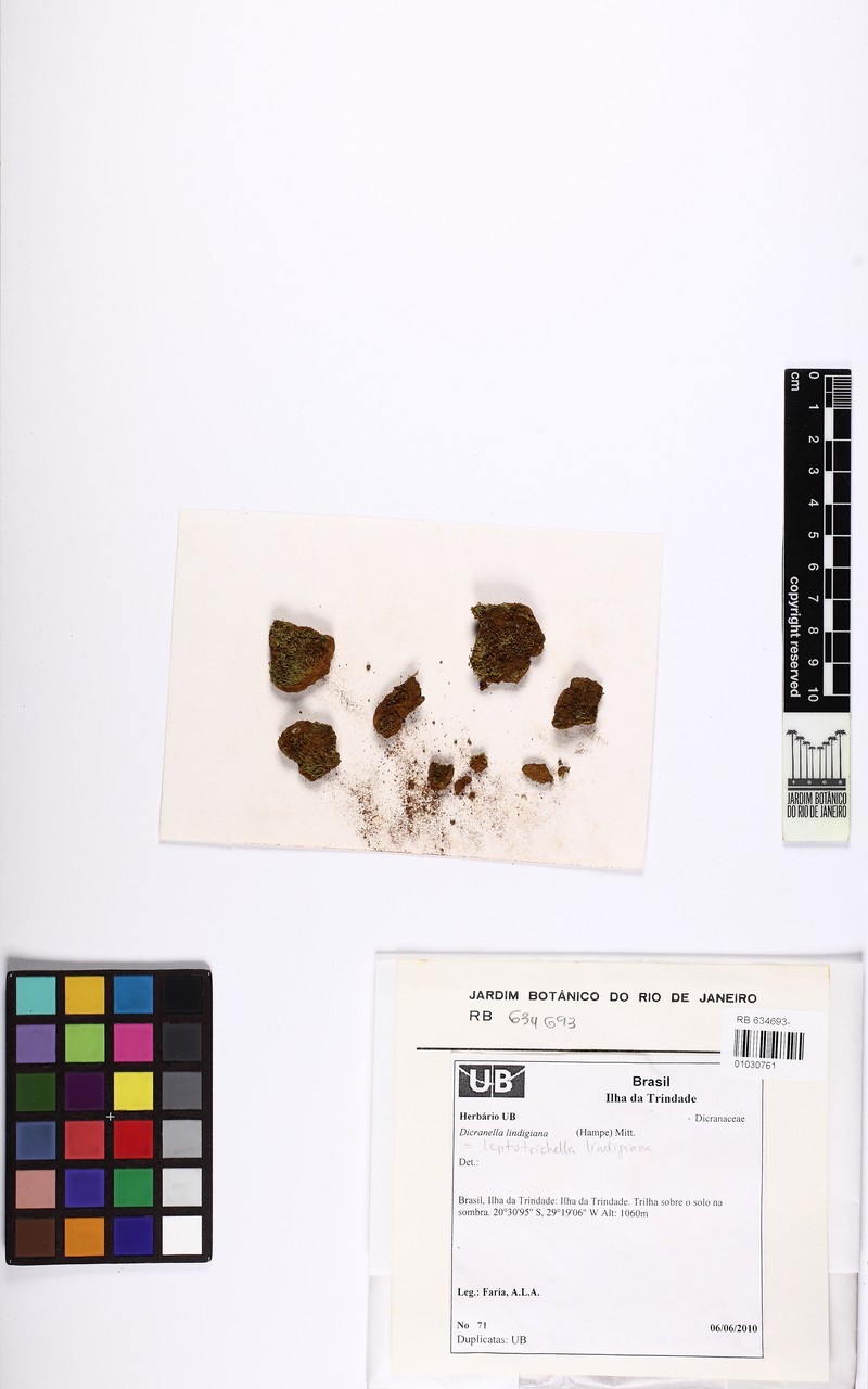 Lindig's Dicranella Moss