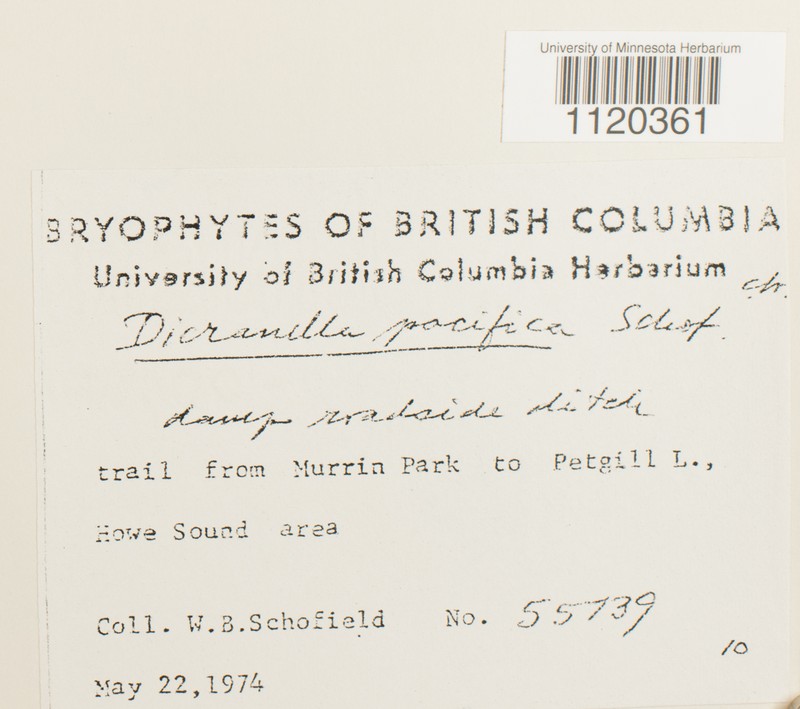Pacific Dicranella Moss