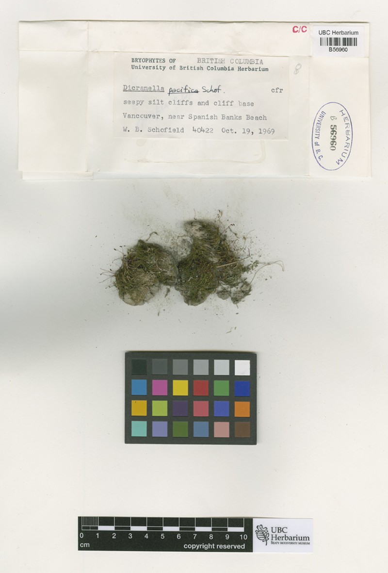 Pacific Dicranella Moss photo 2
