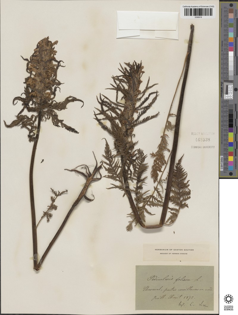 Dicranella Moss