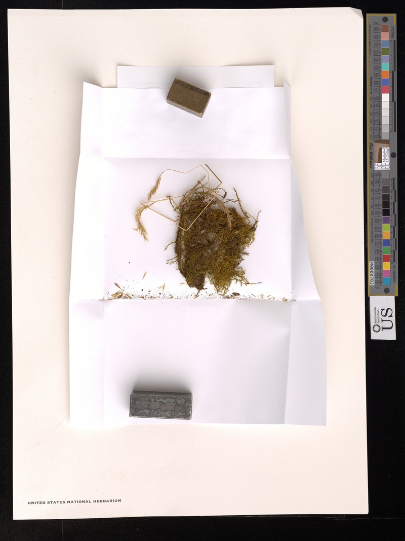 Dicranella Moss photo 3
