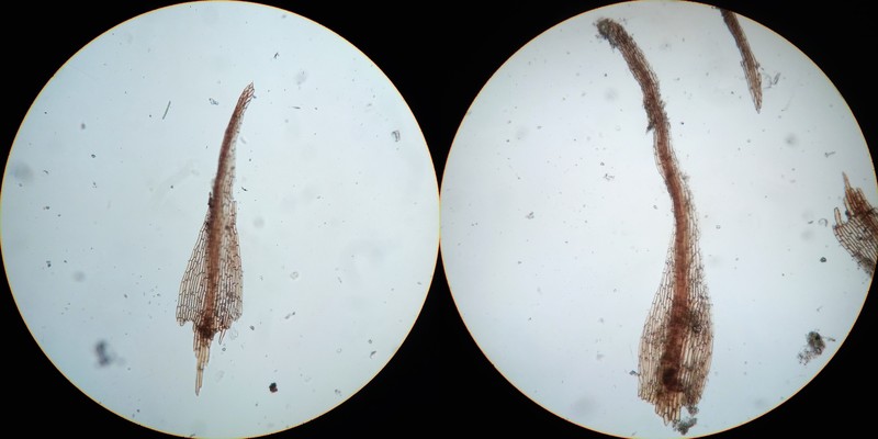 Dicranella Moss