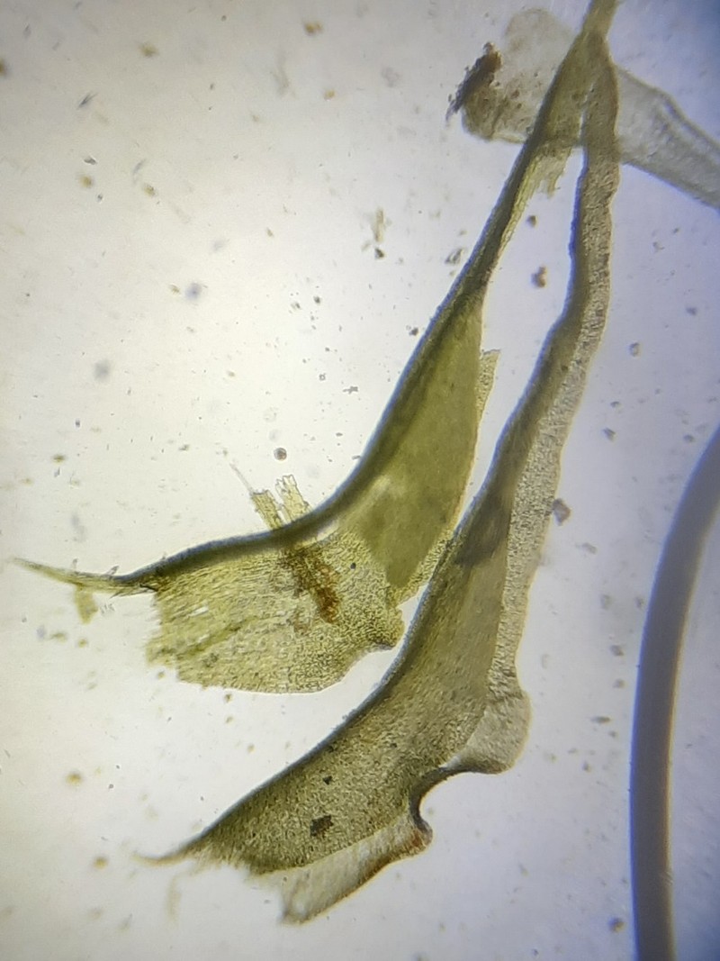 Schreber's Dicranella Moss