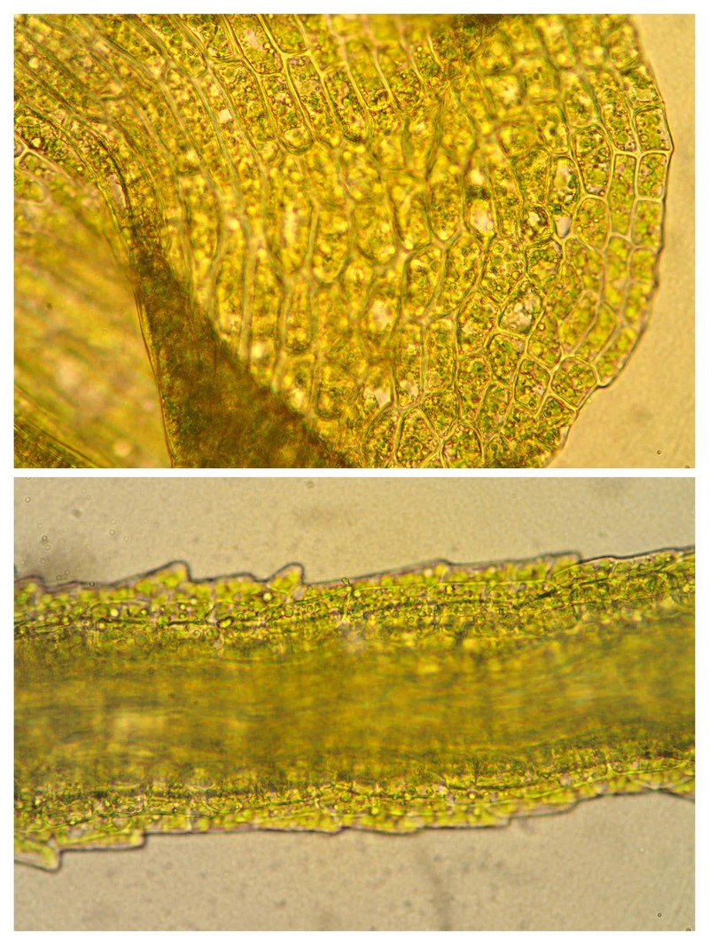 Schreber's Dicranella Moss photo 2