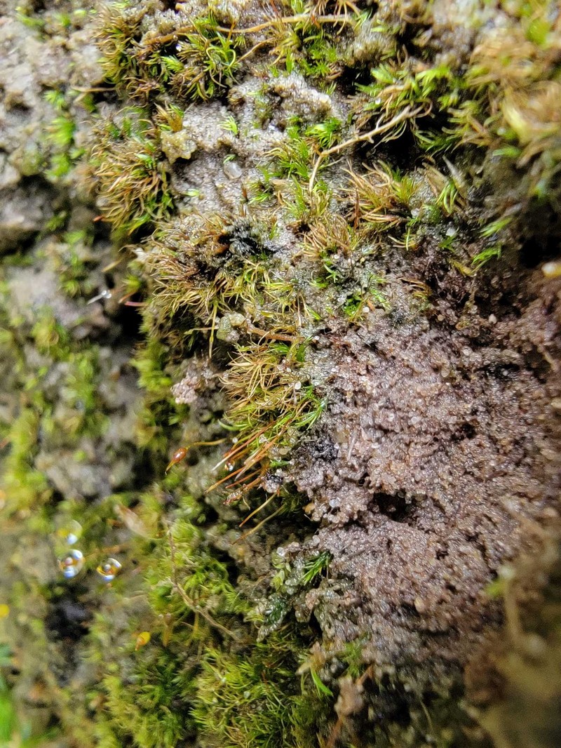 Dicranella Moss