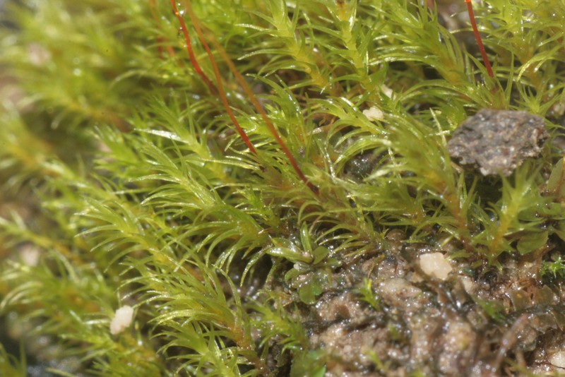 Dicranella Moss