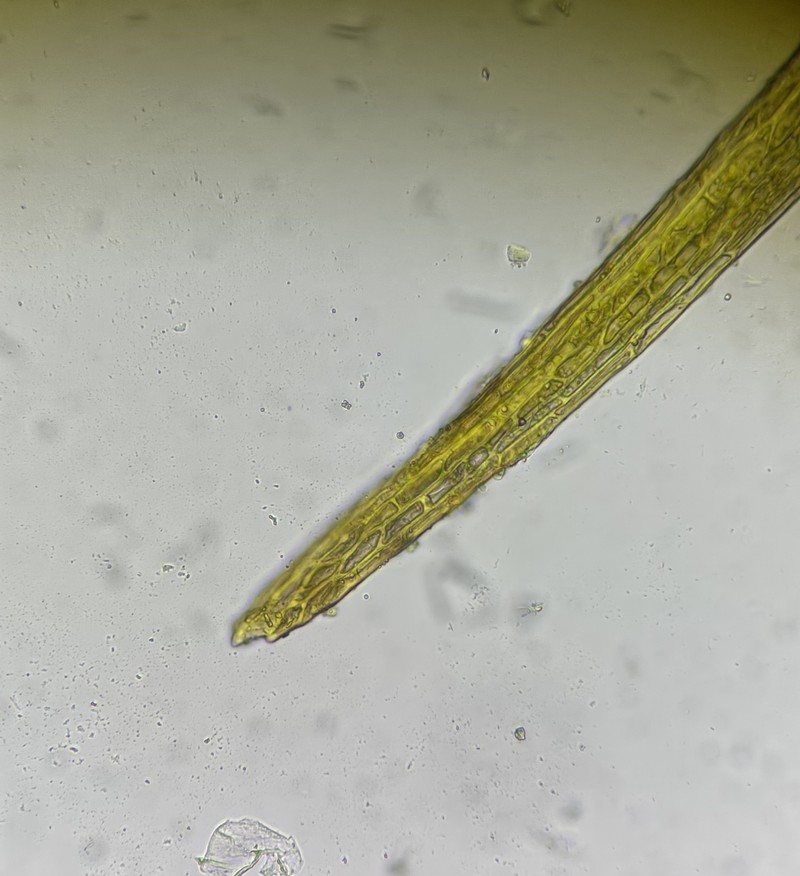 Dicranella Moss