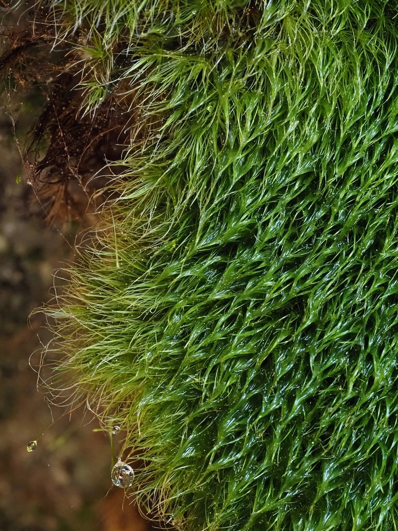 Dicranodontium Moss