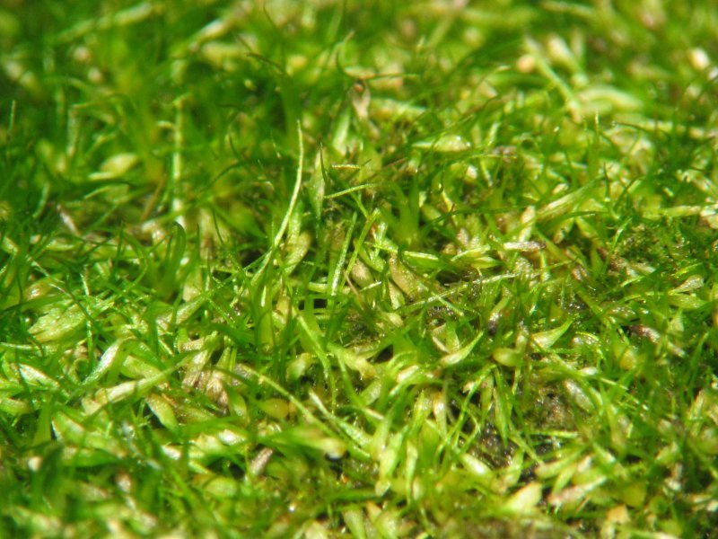 Denuded Dicranodontium Moss