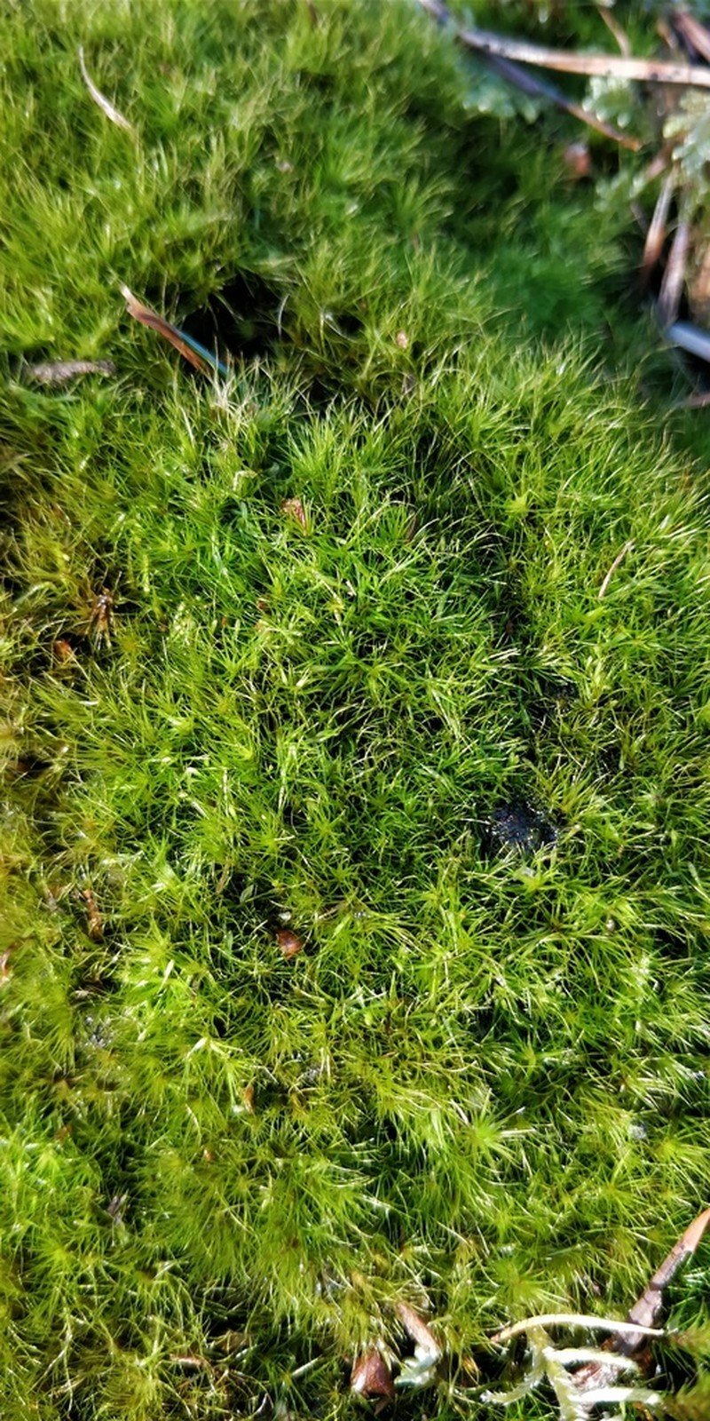 Denuded Dicranodontium Moss