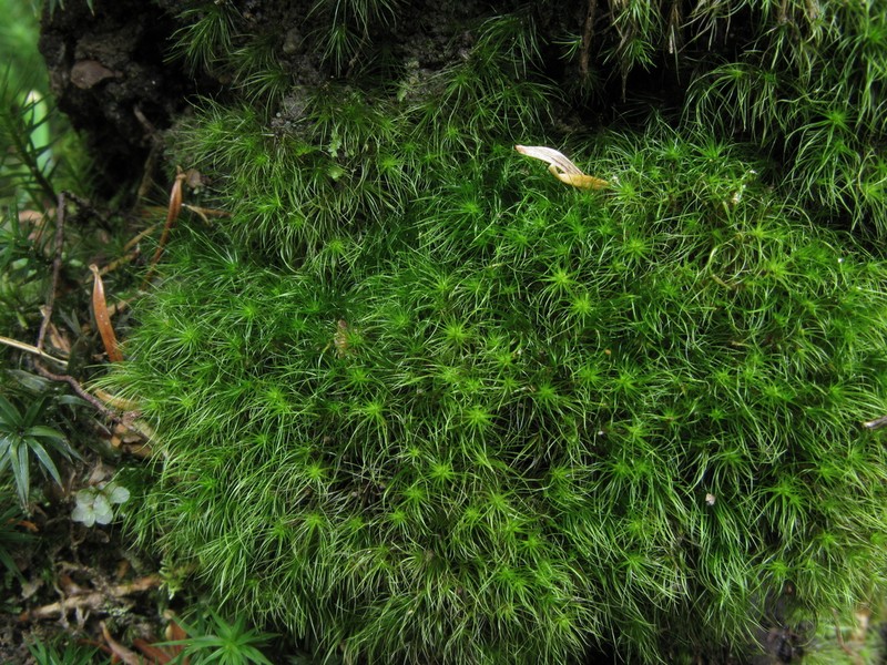 Denuded Dicranodontium Moss photo 2