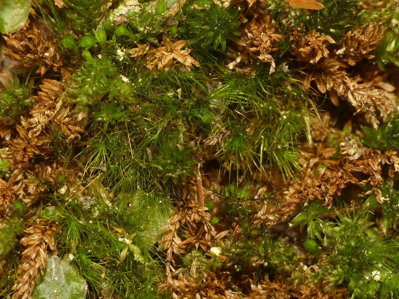 Denuded Dicranodontium Moss photo 3