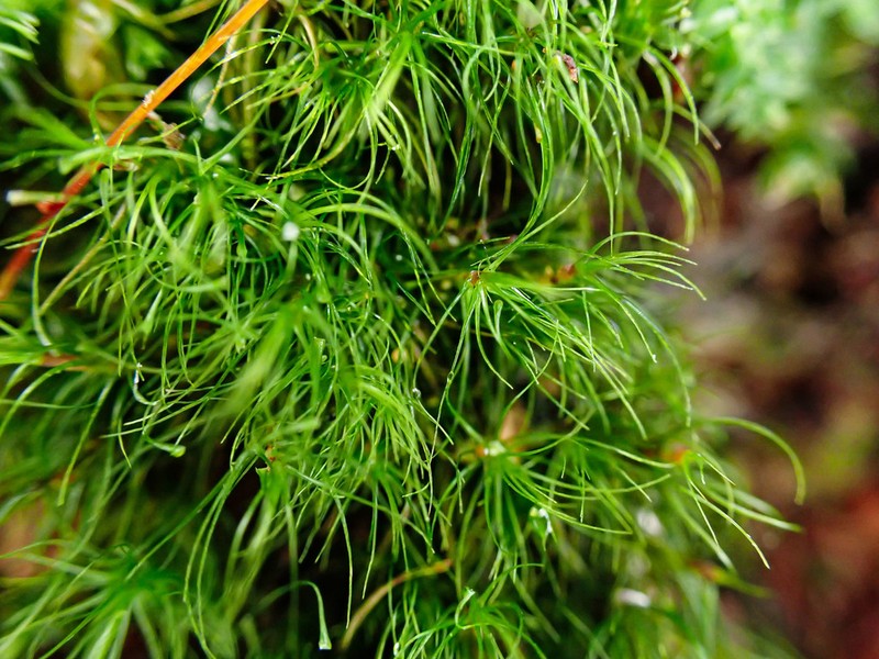 Denuded Dicranodontium Moss photo 4