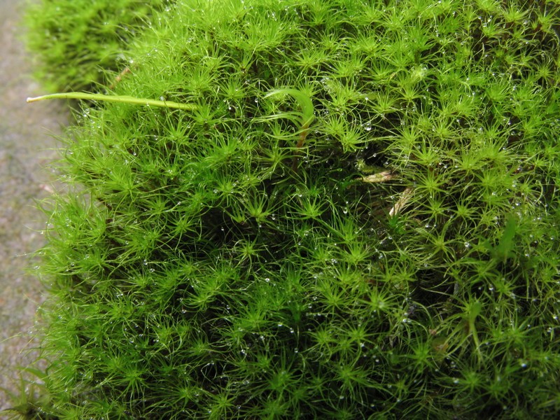 Denuded Dicranodontium Moss photo 5