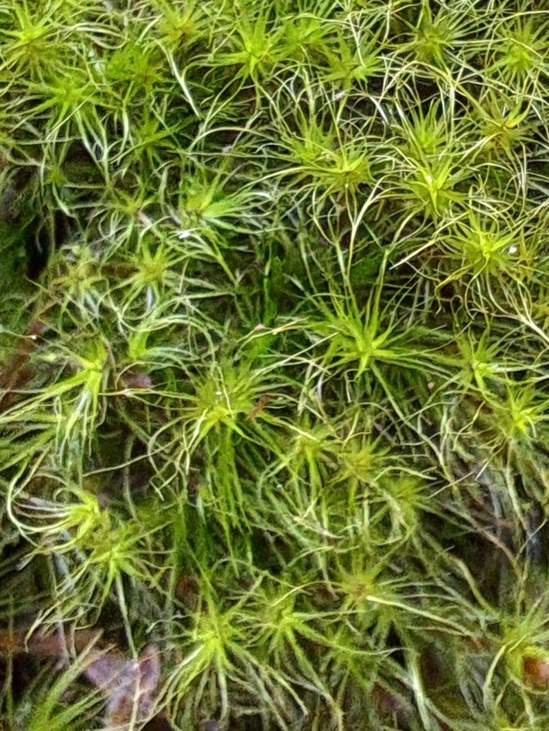Denuded Dicranodontium Moss photo 6